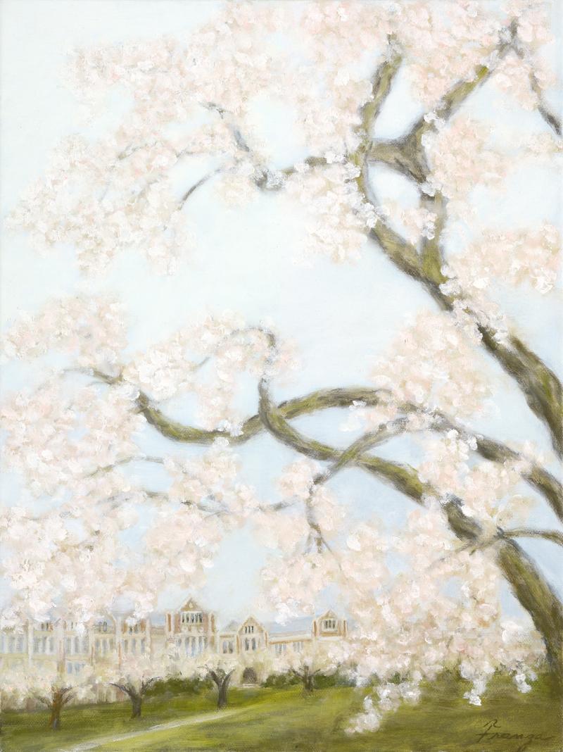 "Cherry Blossoms, UW Quad"