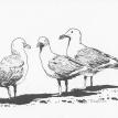 A Gossip Of Gulls