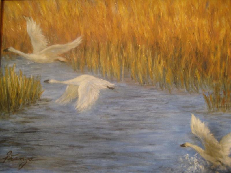 'Trumpeter Swans, Skagit River'
