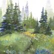 Mt. Rainier Meadow